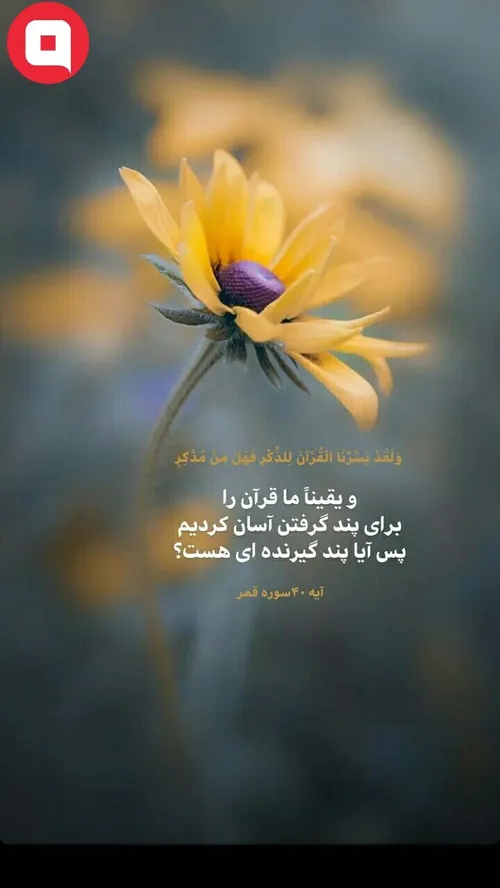 غنچه یاس کبود