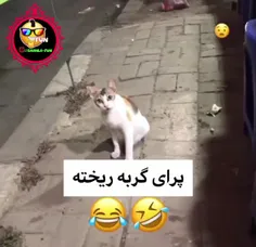 فقط تعجب گربه 🤣❤