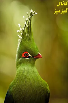 زیبا ترین پرنده دنیا .....