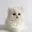 cutecatmilk