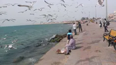 امروز کنار دریا و غذا دادن به پرندگان 
