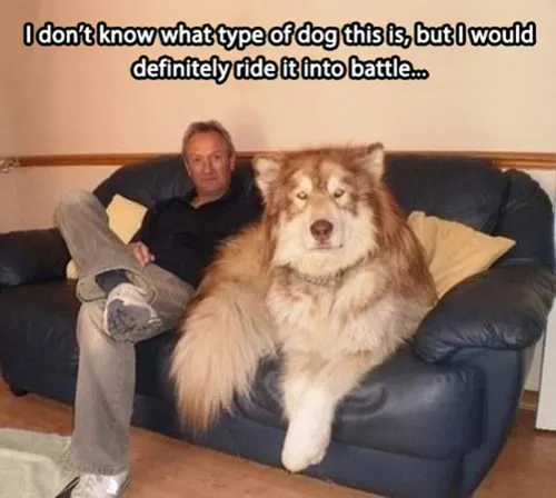 بزرگ ترین سگ :@ :||