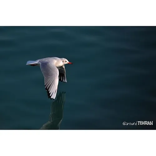 Seagull is low flying over the Chitgar lake, west of Tehr