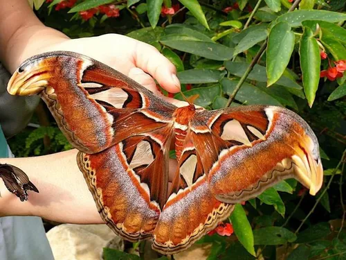 پروانه اطلس،بزرگترین پروانه دنیا هستن ونکته ی جالب اینه ک