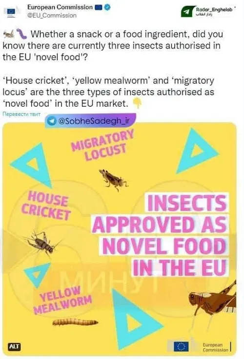 خوردن جیرجیرک و حشره، نسخه اتحادیه اروپا برای مردمش در پی گرانی گوشت