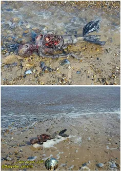 تصویری از جسد یک موجود عجیب که شباهت بسیاری به پری دریایی