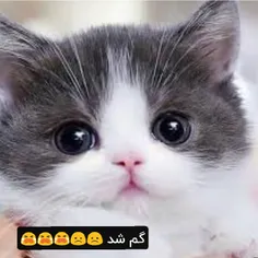 خیلی خیلی دوسش داشتم اما گم شد 😭😭😞😞😞