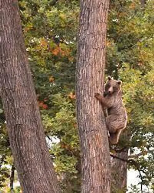 🌳🌲ویدئوی گزلرش رها سازی خرس کلاله در پارک ملی گلستان