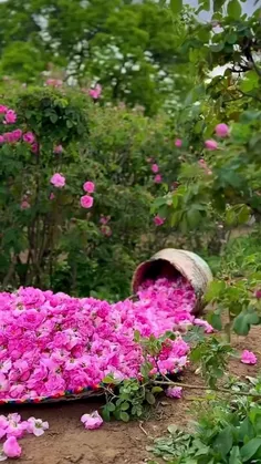 هر لحظه که کنار تو می‌گذرونم طعم‌ خوشبختی میده! 🌸🔐