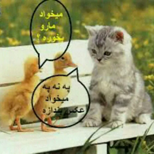 پ ن پ داره عکس میندازه 😝😂😂👊 فردوس برین