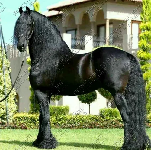 اسب فریزین حیوانی باشکوه و زیباست. این اسب با رنگ یکدست ش