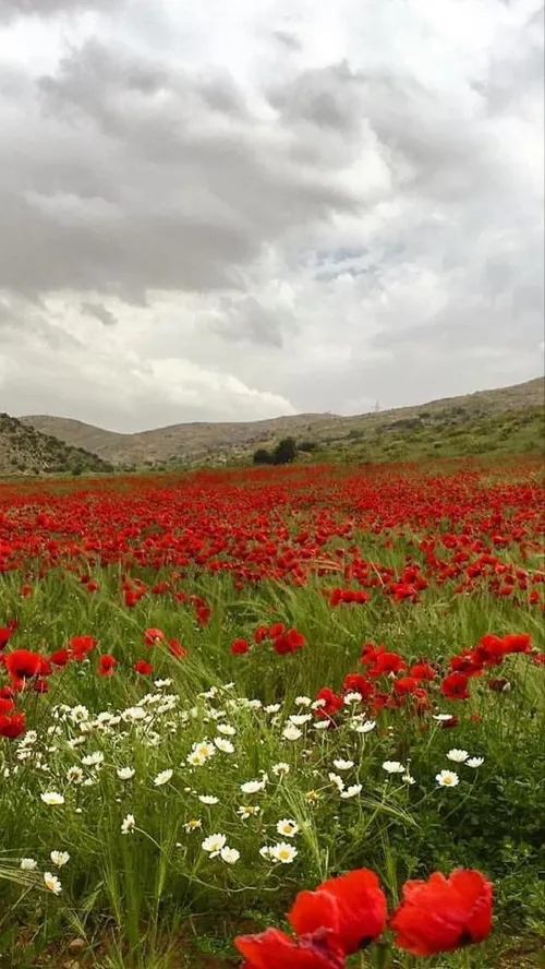 ایران زیبا طبیعت بهاری شیراز