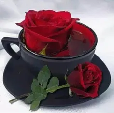 زیبا و لطیف به لطافت گلهای سرخ باشین