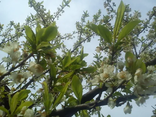 شکوفه درخت آلوچه/ حیاط خونمون:))