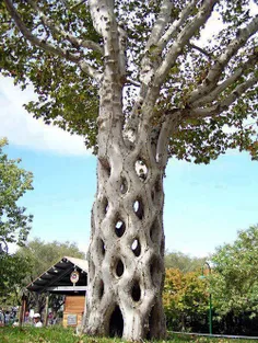 یکی از شگفت انگیز ترین درخت های جهان