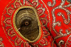 فیل با لباس تزئینی در یک نمایش بودایی در «کلمبو» سریلانکا