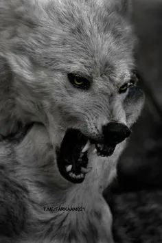 گرگ نژاد کایوشو 🐺 تمام گرگ عشق من است 🐺