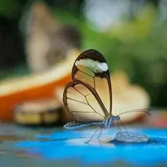 زیباترین پروانه