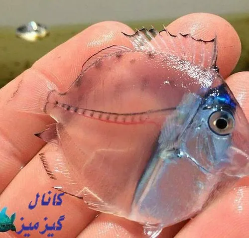 عکسی زیبا از یک ماهی شیشه ای 😍