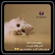 #باران💕🐱 