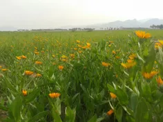 عکسایی که خودم گرفتم