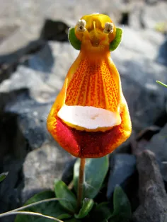 12. بیگانه‌ی شاد (Calceolaria Uniflora)