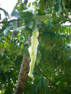 درختی با میوه هایی با ظاهری دخترانه در تایلند....