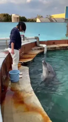 دلفین باهوش.