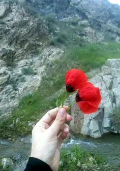 تو گل شقایقم🌹