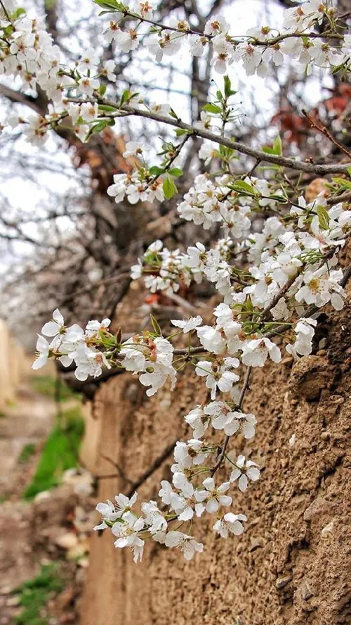 ایران زیبا طبیعت بهاری محلات