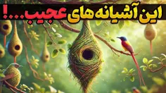 آشیانه های عجیب و غریب پرندگان 👇👇