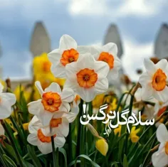 🌹#کَرْبُ_بَلایے🌹: