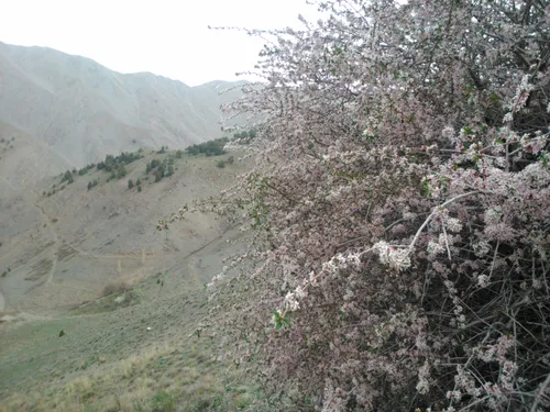 ارتفاعات دهبار مشهد،معروف به چشمه پریشان،منطقه ی درختان ا