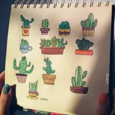 🌵 🌵 🌵