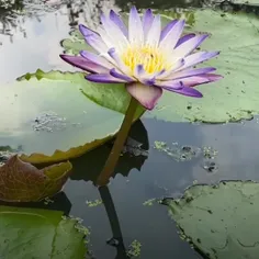 آنان که عشق را پیدا می کنند ؛ 