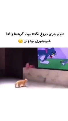 خدایاااا من گربه میخوام آخه چجوری مامانم رو راضی کنم خداا