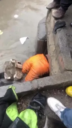 یک پاکبان شهرداری در بروجرد توله‌های یک سگ مادر را از غرق