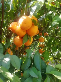 نارنگی کینو
