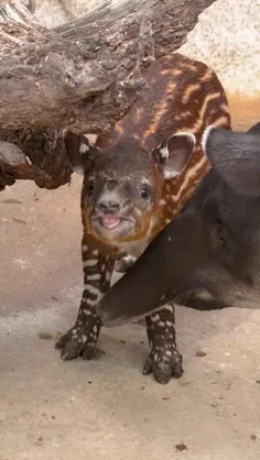 تاپیر برد (Baird's tapir) بزرگترین گونه از سه گونه تاپیر 