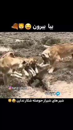 🤣🤣🤌ولی اگه شیرازی ها حال نداشتن سالاد شیرازی انقد ریز نمیکردن👍🤌😂