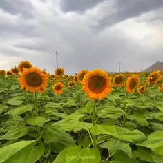 مزرعه گل آفتابگردان در نزدیکی چشمه دیمه ، کوهرنگ ، چهارمح