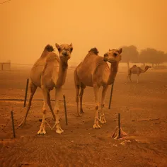 Camels in a #sandstorm near #Fujairah #UAE. Photo by Sara