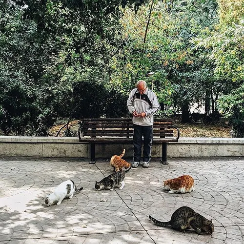 A man feeding stray cats in a park. Shiraz, Fars, Iran. P