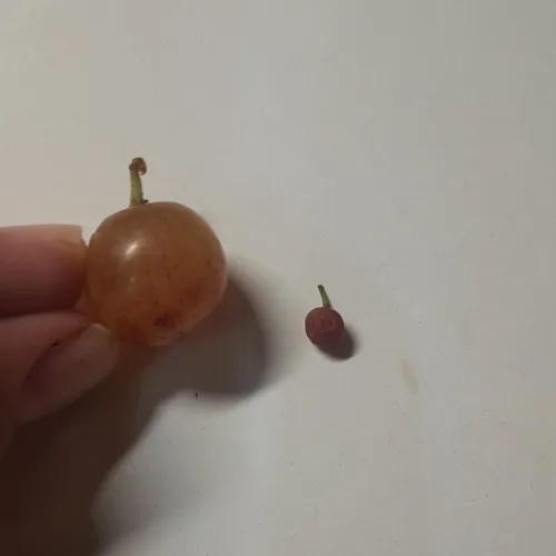 بچه ها انگور و مینی انگور🥹🎀✨