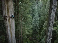 بالا رفتن از یک درخت ۷۰۰ ساله ۳۵۰ فوتی در کالیفرنیا