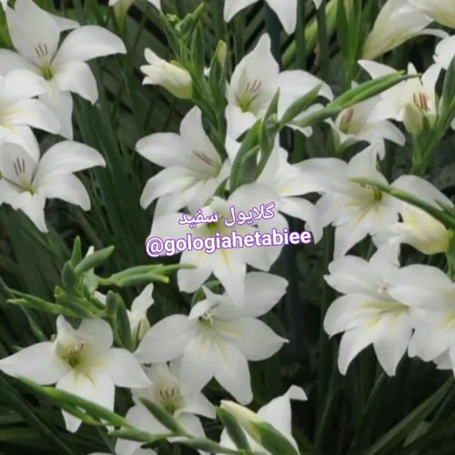 گل گلایل سفید گل باغچه ای