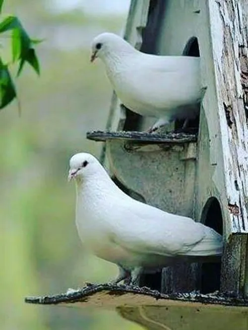 حیوانات پرنده زیبا کبوتر ، تصویر پشت صفحه ،