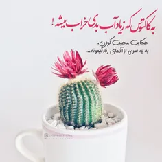 به کاکتوس که