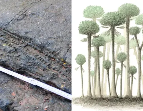 تصویری از قدیمی ترین چنگل کشف شده روی زمین
