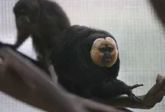 عجیب ترین میمون که به مانند انسانی است که بدنسازی کار می 